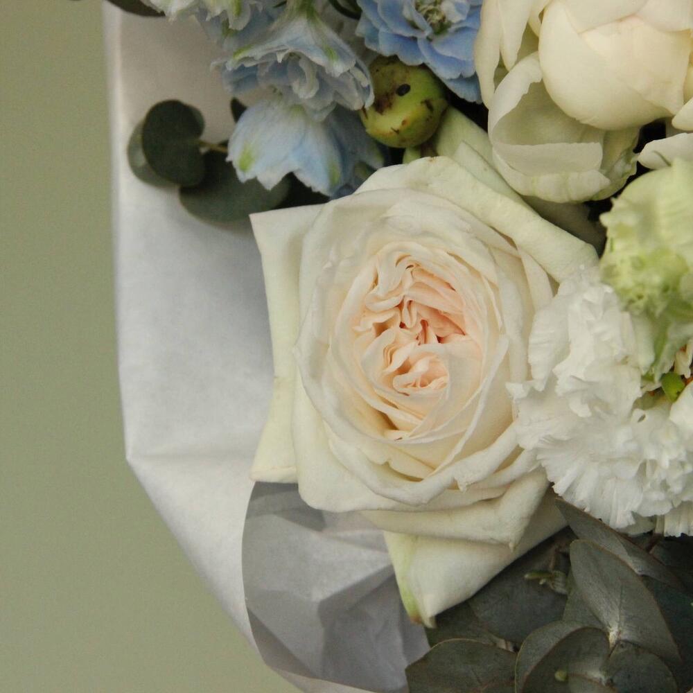 гортензии гортензии