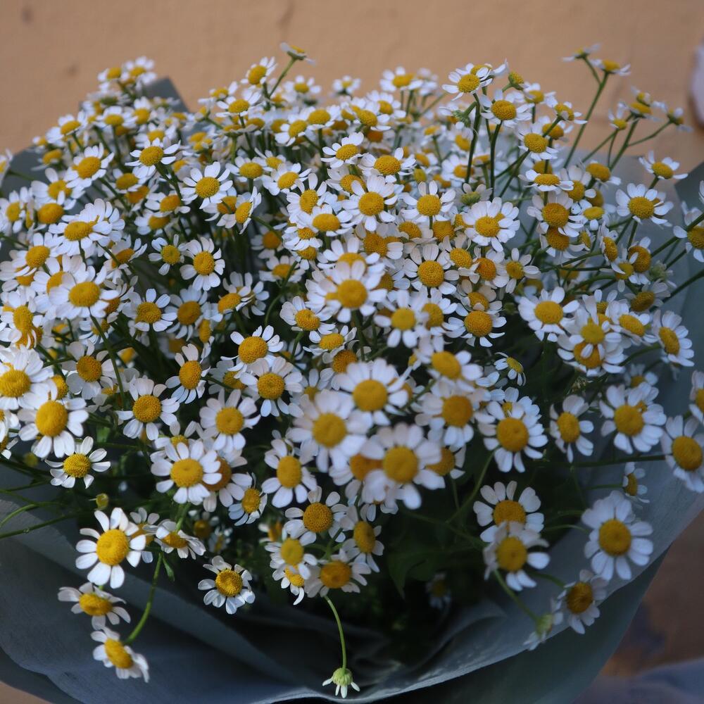 Привет Привет